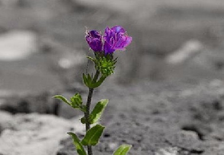 Un fiore per Genovese Pagliuca